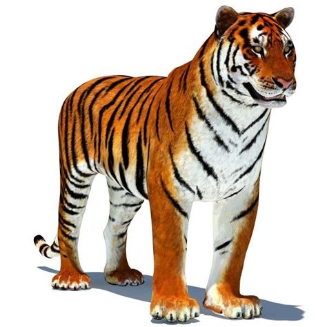 Tiger Animated Is A High Quality 3d Model To Add More Details And