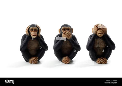 Studio Shot Of A Three Monkeys Hear See And Speak No Evil Stock Photo