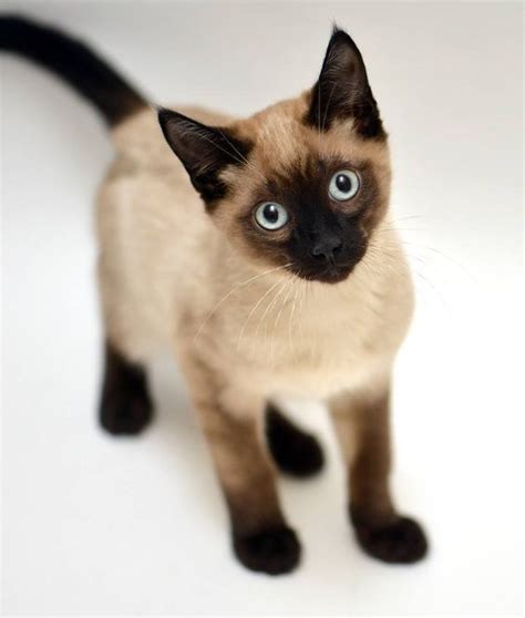 I Love Siamese Cats Chat Pinterest Beautiful I Love