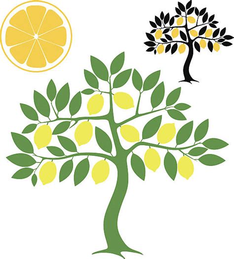Best Lemon Tree Illustrations Royalty Free Vector Graphics And Clip Art