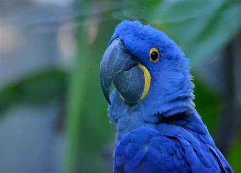 A Blue And Yellow Parrot Is Sitting On A Tree Branch With Leaves In The
