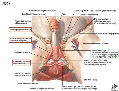 Women can't build muscle as effectively as while women can build muscle as effectively as men, due to hormones and the differences in anatomy women tend to be smaller than men. Parts Of Female Groin : Open Inguinal Hernia Repair Female ...