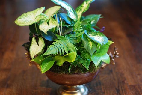 Indoor Plant Arrangements 35 Best Indoor Plants Good Inside Plants