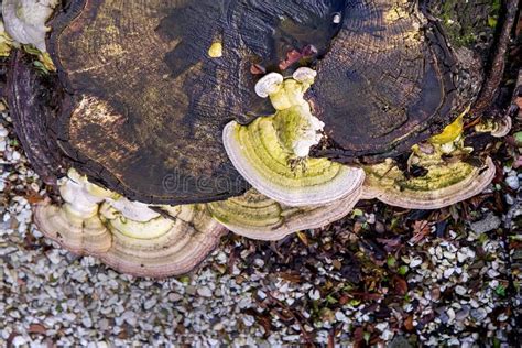 Mushrooms On A Tree Stump Stock Photo Image Of Plant 126071922
