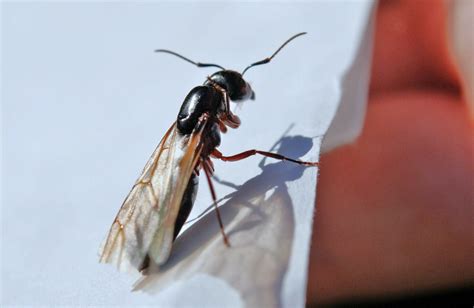 Methods to get rid of tiny black bugs in kitchen. What to Do About Flying Ants in Your Home