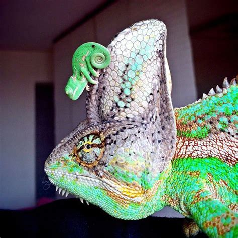 Different Types of Chameleons #TypesofChameleons #Chameleons Les