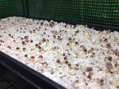 Vancouver Seed Bank Golden Teacher Mushroom Spores