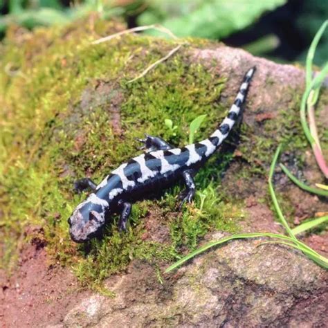 22 Unique Salamanders In Maryland SnakeTracks Com