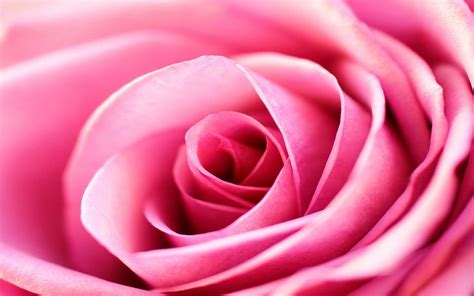 Pink Rose Backgrounds Wallpaper Cave