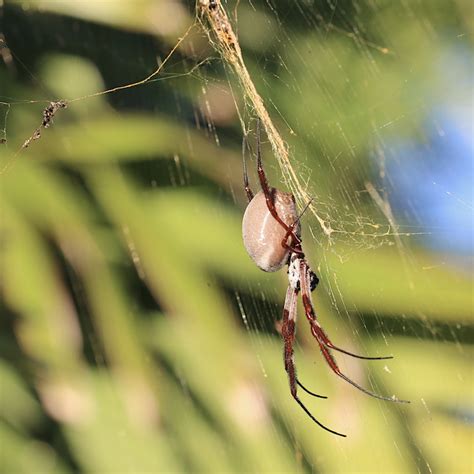 Golden Orb Weaver - a small life well lived - Green Path