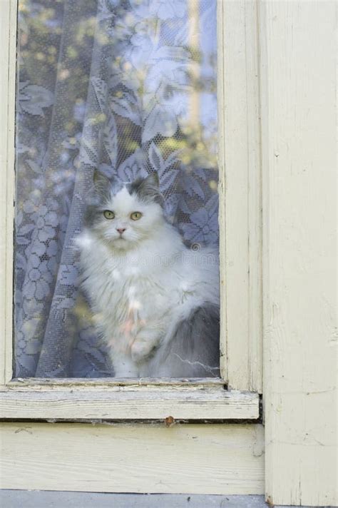 Cat Looking Out Window Stock Photos Download 1756 Royalty Free Photos