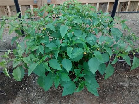 Flowers white to greenish or purple tinted. identification - What is this bushy plant with serrated ...