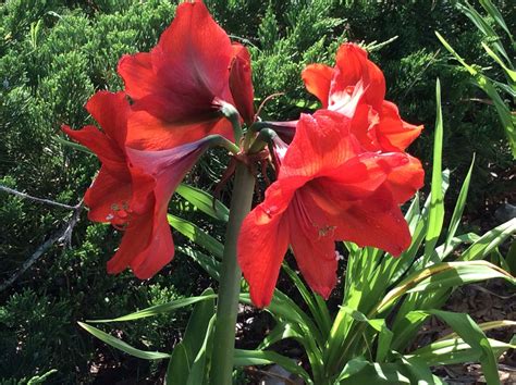 Log in or create an account. Red Lion Amaryllis.......By Lilli Lee | Amaryllis flowers ...