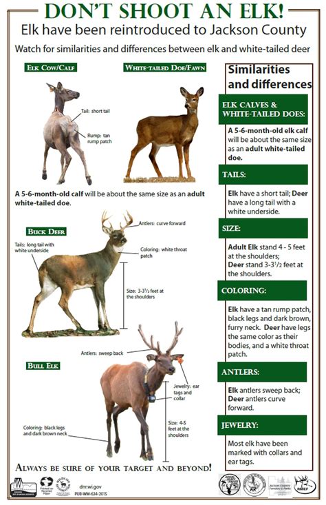 Deer Hunters Reminded To Watch Out For Elk And Moose