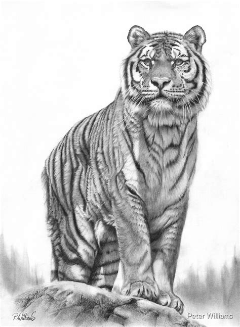 Apex Siberian Tiger Pencil Drawing By Peter Williams Redbubble