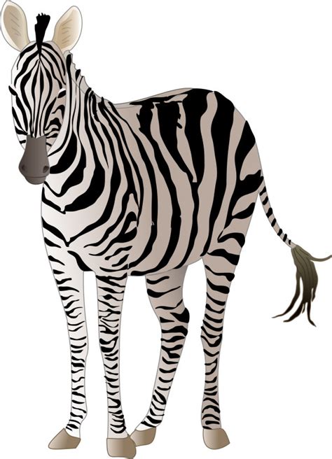 Download Realistic zebra vector free material - Vector Animal free ...