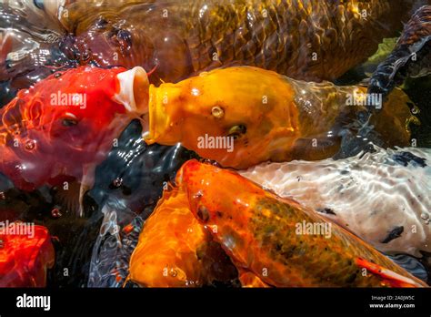 Many Colorful Koi Fishes During Feeding Stock Photo Alamy