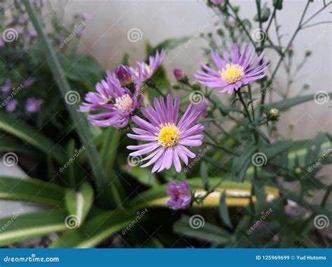 Purple Anyelir Flowers In Garden Stock Image Image Of Purple