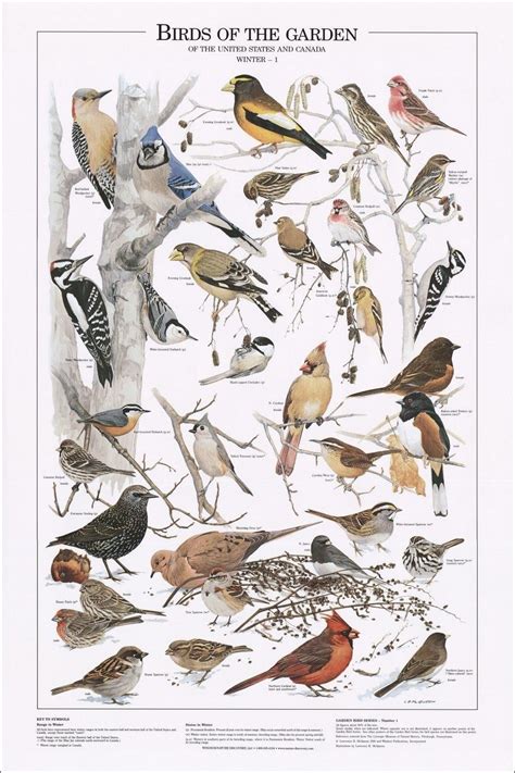Bird Identification Charts Bird Identification Bird Poster Wild Birds