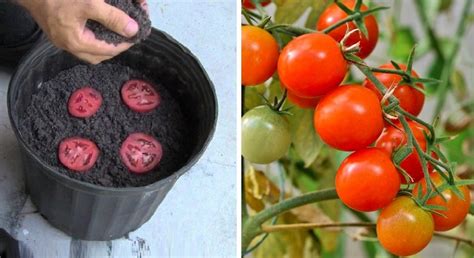 C Mo Plantar Tomates En Casa De Forma Sencilla Con Rebanadas