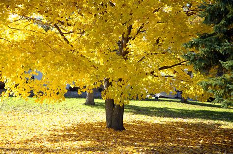 Fall Maple Tree With Bright Yellow Leaves Photograph By Norman Pogson