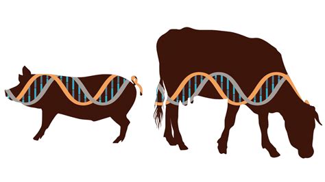 Regulations Limiting Potential For Animal Gene Editing Brownfield Ag News