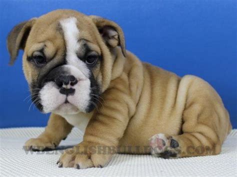 As an all volunteer rescue organization, we are always in need of dependable, compassionate and committed volunteers. English Bulldog Puppy - RAMON for Sale in Dallas, Texas ...