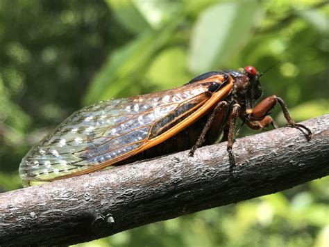Brood Vi Of The 17 Year Periodical Cicada Meadowbrook Log Cabin