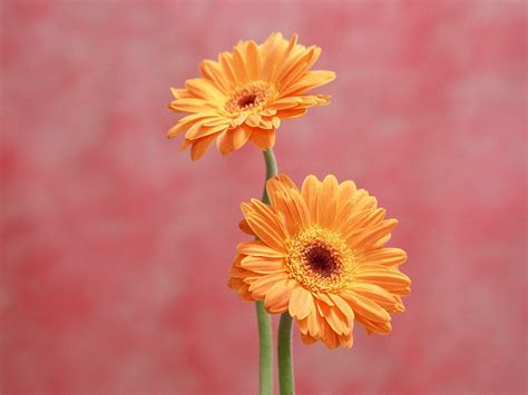 Gerbera Daisies Wallpapers Wallpaper Cave