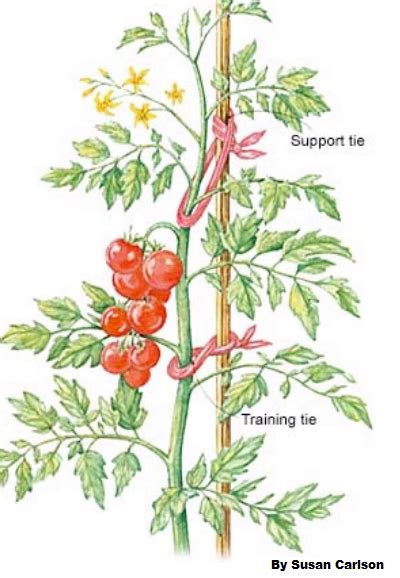 How To Prune Tomatoes