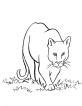 Mountain Lion Coloring Page - Art Starts