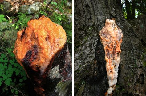 For the past 3 years, she have seen unusual dying leaves. Tree slime, stump flux and microbial consortia :Cornell ...