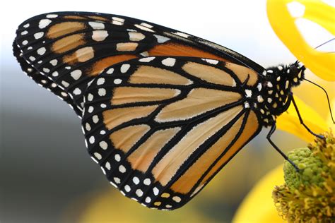 Fichierpapillon Monarque — Wikipédia