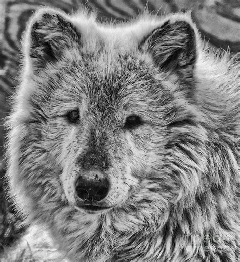 Gray Wolf Portrait Photograph By Yair Leibovich Fine Art America