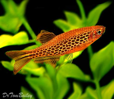 Plain old zebra danios grow to about 2 inches. Danio for Sale - AquariumFish.net