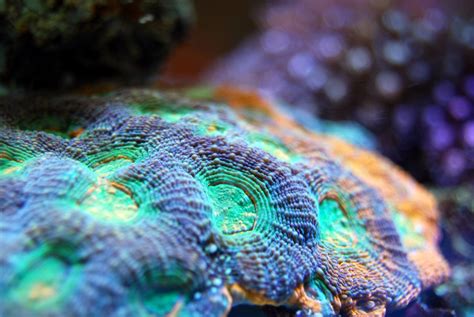 Lps Coral A Complete Beginners Guide To Large Polyp Stony Coral