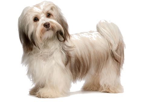 Havanese Breed Facts And Information Petcoach