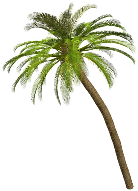 Nature Palmiers