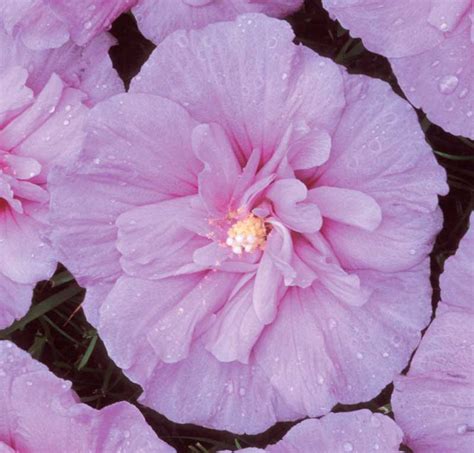 Hibiscus Syriacus Lavender Chiffon® Rose Of Sharon