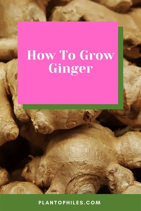 How To Grow Ginger Grow Ginger From Root Growing Ginger Indoors Ginger Roots Growing Veggies