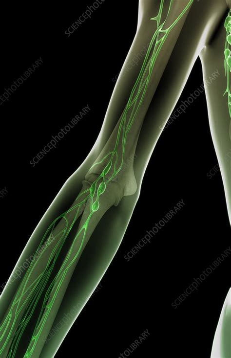 The Lymph Vessels Of The Elbow Stock Image C0081502 Science