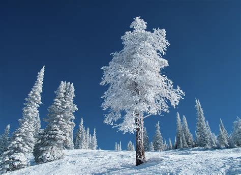 Frost And Snow Covered Trees On A Cold By Karen Desjardin