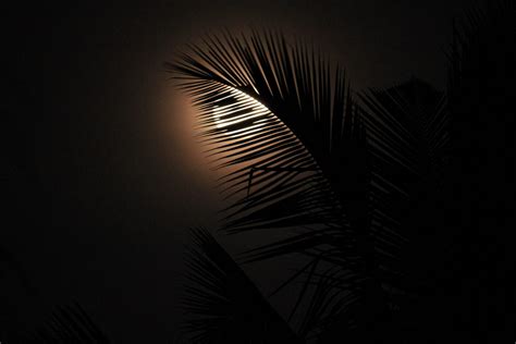 Moon Through The Tree Leaves Pixahive