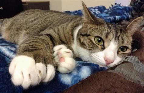 11 Things You Didnt Know About Polydactyl Cats Mnn
