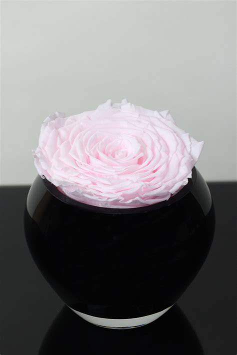 The Enigma – Baby Powder – Eternal Roses