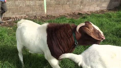 goat mating behaviour is bazaar youtube