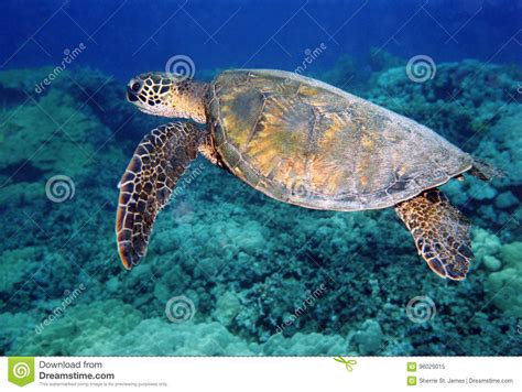 Honu Green Sea Turtle Cruises The Shallows Off The Kona Coast