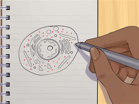 We did not find results for: How to Draw an Animal Cell: 11 Steps (with Pictures) - wikiHow