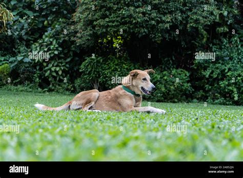 Happy Domestic Dog Is Lying On The Green Grass In The Park Stock Photo