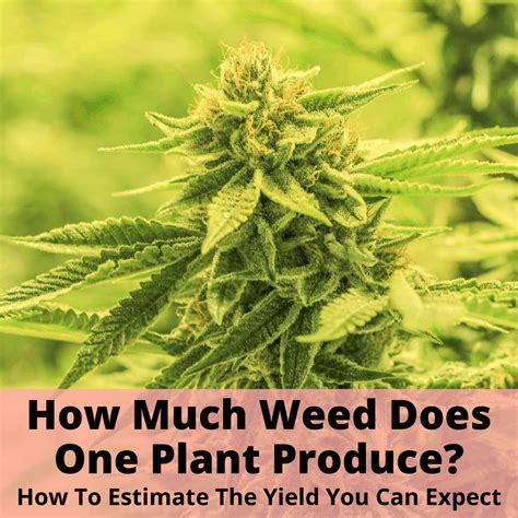Check spelling or type a new query. How Much Weed Does One Plant Produce? - Grow Light Info